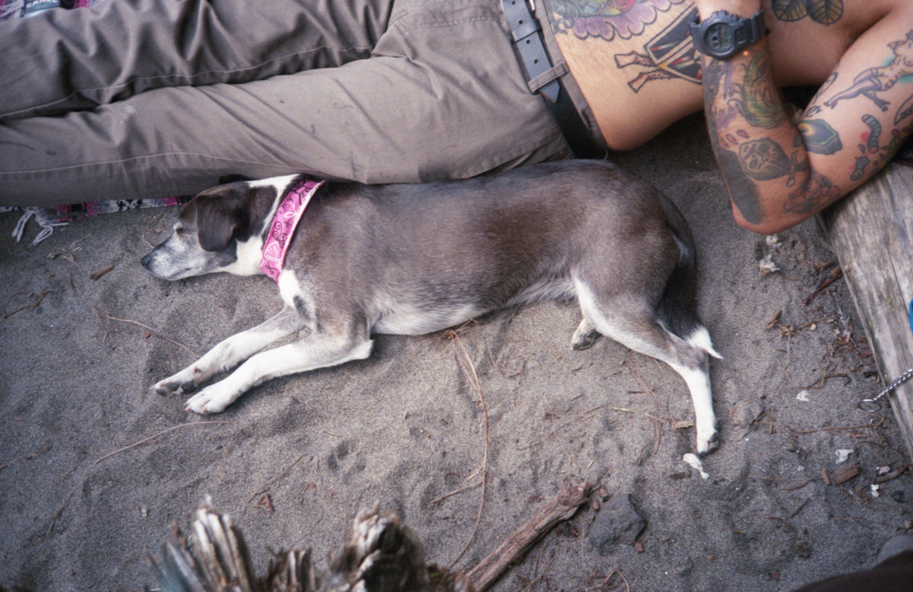 Frank Martinez - 'Dog Nap'